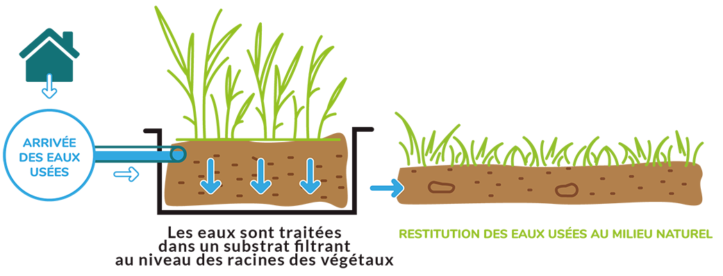 Schéma de la phytoépuration : arrivée des eaux usées, traitement dans un substrat filtrant au niveau des racines des plantes, puis restitution des eaux épurées au milieu naturel.